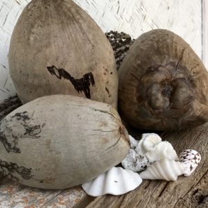 Decor Coconuts